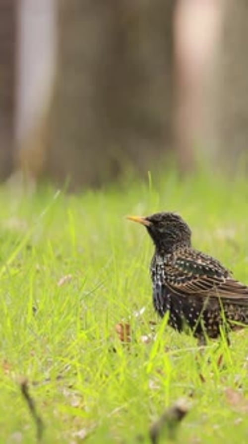 Wilder Waldvogel Gemeiner Star