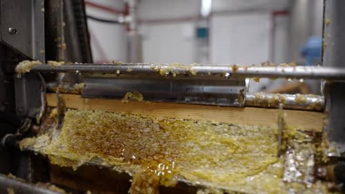 Automated Honey Extraction Machine Processing Raw Honeycomb in a Factory