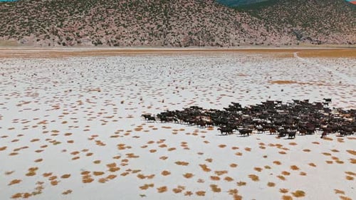Herd of Animals Moving Across Rural Landscape