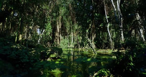Marais primitif avec des cyprès imposants et des piscines scintillantes