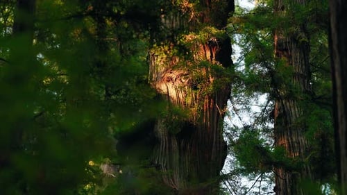 La lumière du soleil à angle faible brille à travers une forêt dense sur un grand séquoia