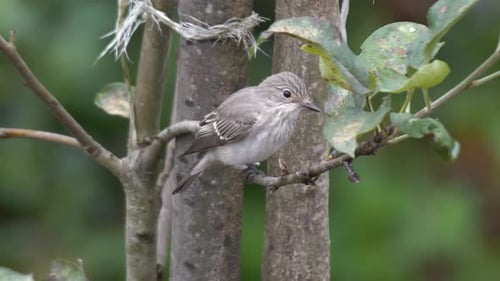 Spotted Flycatcher