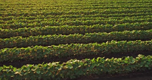 An aerial shot of soybean field ripening at spring season, agricultural landscape