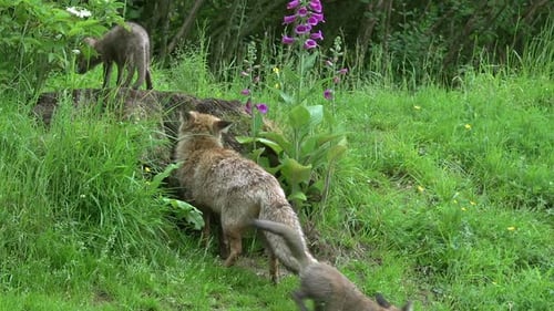 Red Fox, vulpes vulpes, Female and Cub standing at the Den Entrance, Normandy in France, Real Time