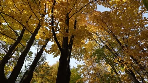 Autumn Wood In Sunny Day
