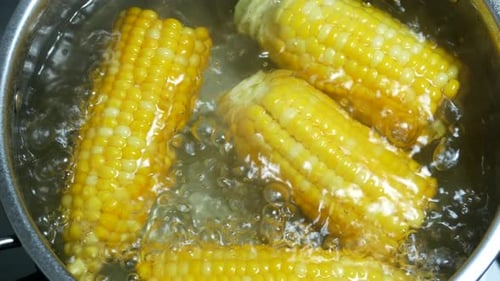 Corn on the Cob Cooking in Boiling Water