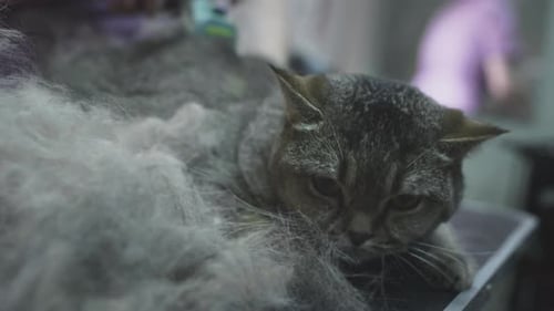 Tabby Cat Gets Groomed at Home, Hair Removal