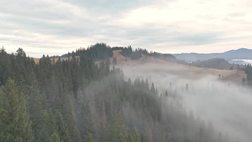 Moody Aerial Landscape of Fir Forest on Mountain Hills Covered in Low Hanging Clouds and Fog in