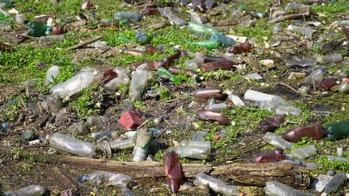 Many Plastic Bottles Lying on Green Lawn at Forest Trash is Dumped in Open and Freely Available