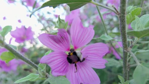 Bumblebee gathers nectar from a vibrant pink flower in a lush garden on a sunny day