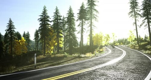 Estrada sinuosa panorâmica cercada por pinheiros e luz solar intensa