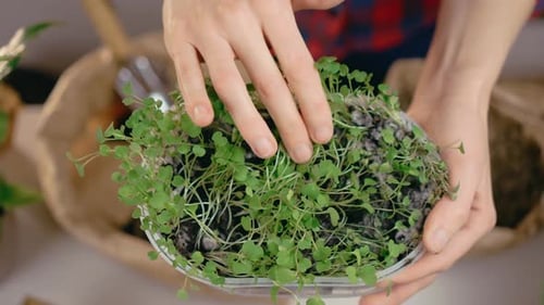 Growing Lettuce Sprouts