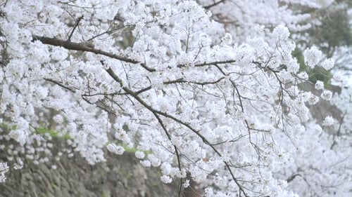 Lush And Beautiful Sakura Flowers In Full Bloom In Japan - panning medium shot