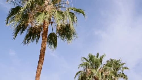 Green Palm Tree on Blue Sky Background Tropical Coconut Palm Leaf Trees at Sunlight Advertising