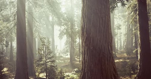 Beneath the Towering Trees a Serene Morning Light Filters Through the Forest