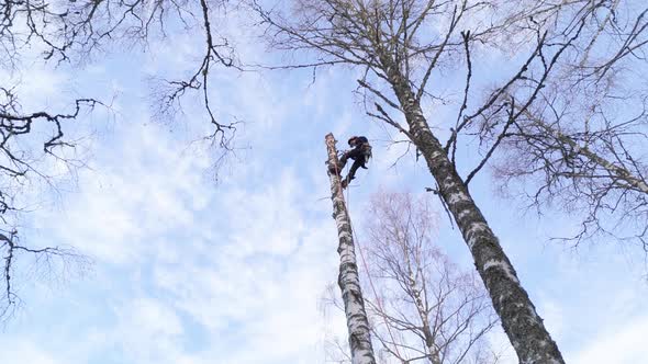Female tree surgeon using safety ropes to rappel down birch tree ...