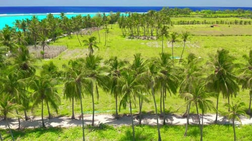 Aerial View Over Tall Palm Trees of Tropical Island Coastline with White Exotic Beach and Turquoise