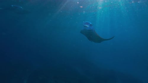 Manta Ray Swimming Gracefully in Blue Ocean Waters