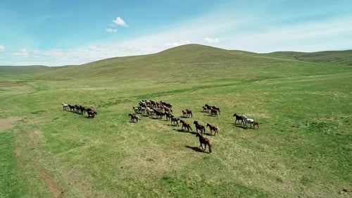 Aerial View of a Herd of Horses Slowly Galloping on the Endless Green Meadow Drone Follows the