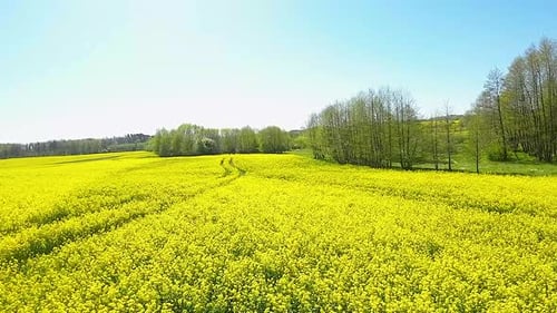 Hellgelbe Blüten von Rapspflanzen auf den Feldern im Sommer. - Luftaufnahme