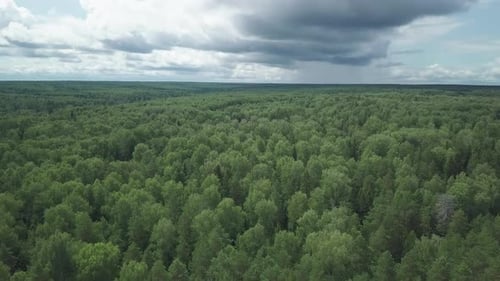 Deforestation. Aerial view of the green mixed forest with deforestation areas. Camera flies over the