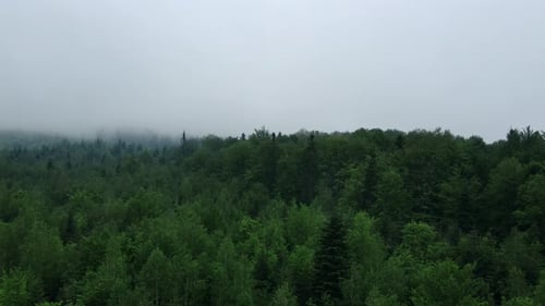 Amazing aerial drone footage morning mist fog rolling in over green various forest at summer day