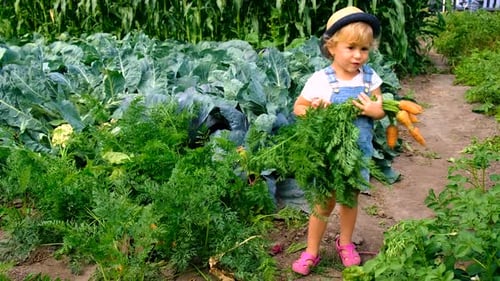 a Child Harvests in the Garden Selective Focus