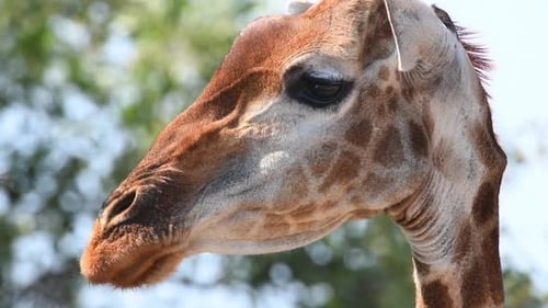 Extreme Nahaufnahme eines Giraffenkopfes, während das Tier sich umschaut, Krüger-Nationalpark.
