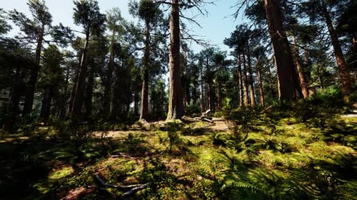 A Dense Forest with Towering Trees