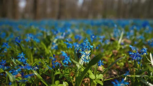 Herbaceous Plants with Blue Flowers Adorn the Grassy Field