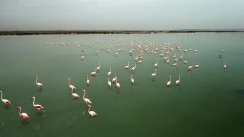 Pink Flamingos Flock Stands in Lake Water in Natural Park