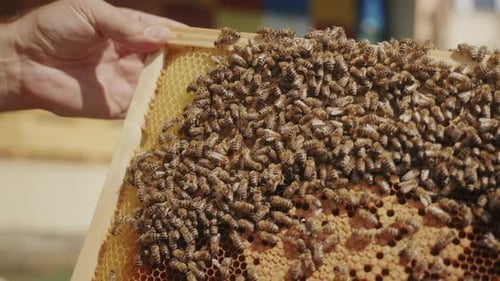 Man holding a wax frame from the beehive. Bees on the honeycomb, creating honey.