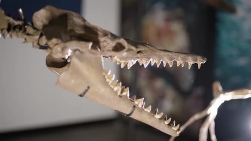 Basilosaurus dinosaur skeleton on display skull view