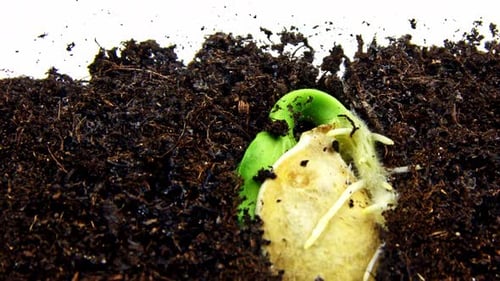 Timelapse of Growing Young Vegetable From Tiny Grain to Green Seedling with Leaves and Stem