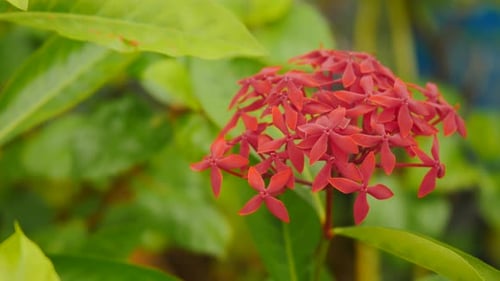 Beautiful Ixora Duffii red with bunch of red flower blooming in garden