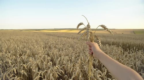 Wheat field with hand holding wheat.