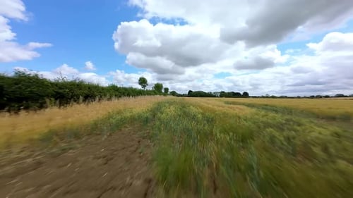 Expansive Wheat Fields in the United Kingdom