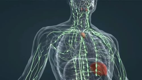 3D Animation of Human Lymphatic System and Organs