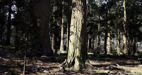 Tall Trees Create a Serene Atmosphere in a Dense Forest Setting