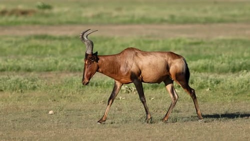 Red Hartebeest Antelope Walking In Natural Habitat, Kalahari Desert