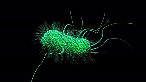 Detailed 3D Animated Bacterium Cell Microorganism