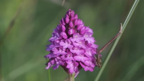 Hoverfly pollinating pyramidal orchid, close up footage on a flowerhead