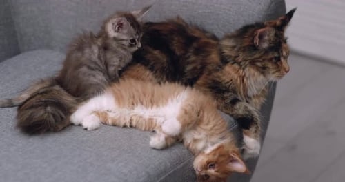 Mère chat Maine Coon en peluche avec douceur avec deux chatons sur un canapé gris Un petit chaton profite de la chaleur