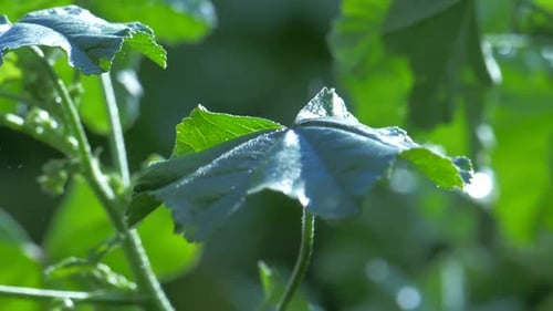 Rain drops splashing onto plant leaves on a sunny raining day. Slow motion drops splash everywhere