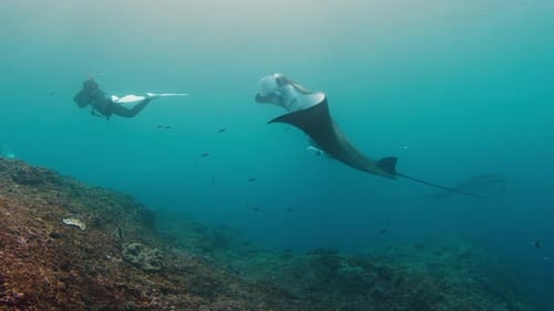 Scuba Diver Swims with Majestic Manta Ray