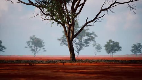 View of a Solitary Tree Amidst the Red Earth of the African Savanna Landscape