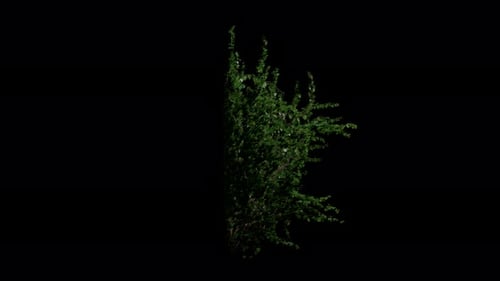 Wind blows Plant Common Ivy. Pot Hedera helix swaying in autumn and winter wind