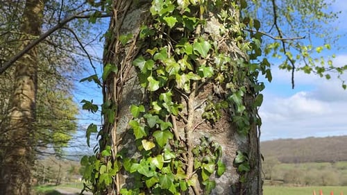 Pan up a Beech tree trunk covered in Ivy, to the canopy with a few early spring leaves against a blu
