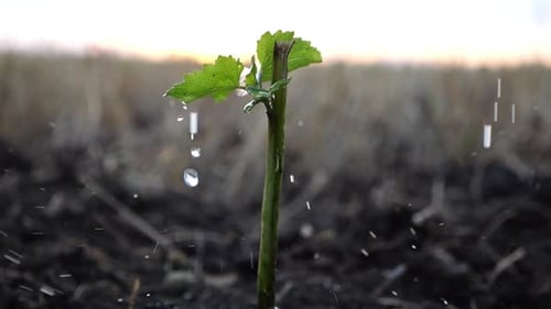 Drops Water Fall on Leaves During Pouring Planted Green Sprout Into Ground Soil at Meadow Caring for