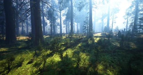 Sunlight Filters Through Tall Trees in a Serene Forest in the Early Morning